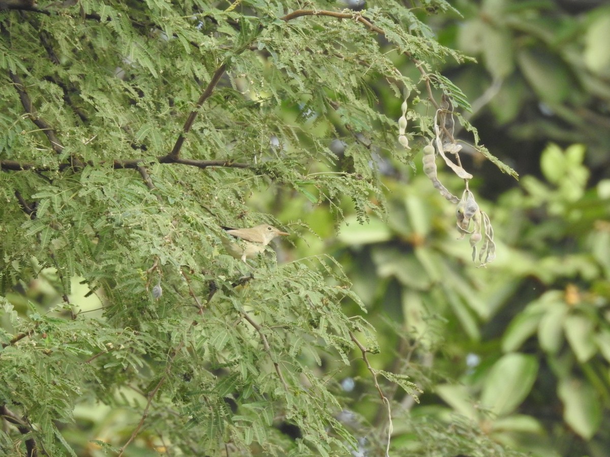 Western Olivaceous Warbler - ML407038381