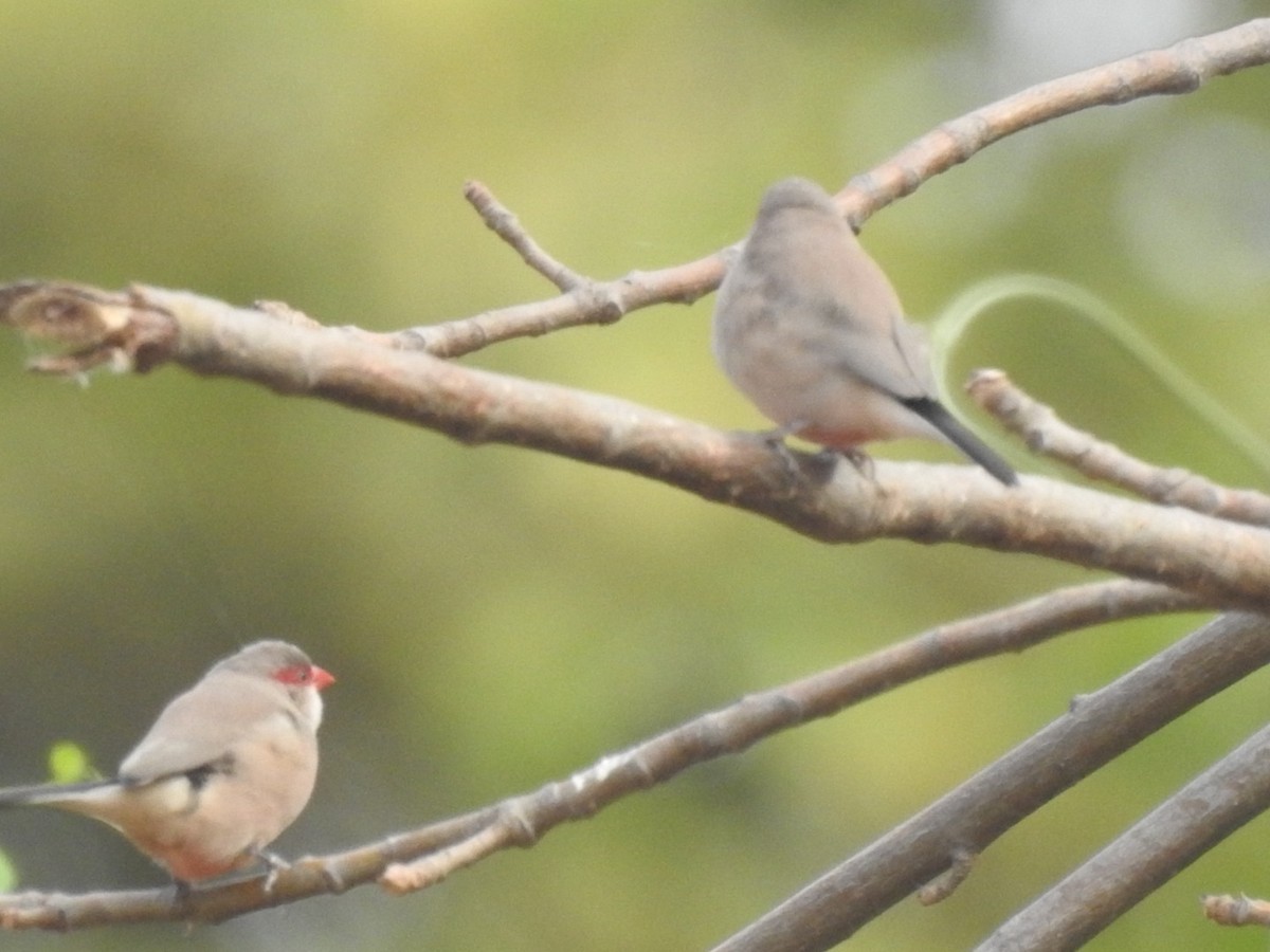 Black-rumped Waxbill - ML407038671