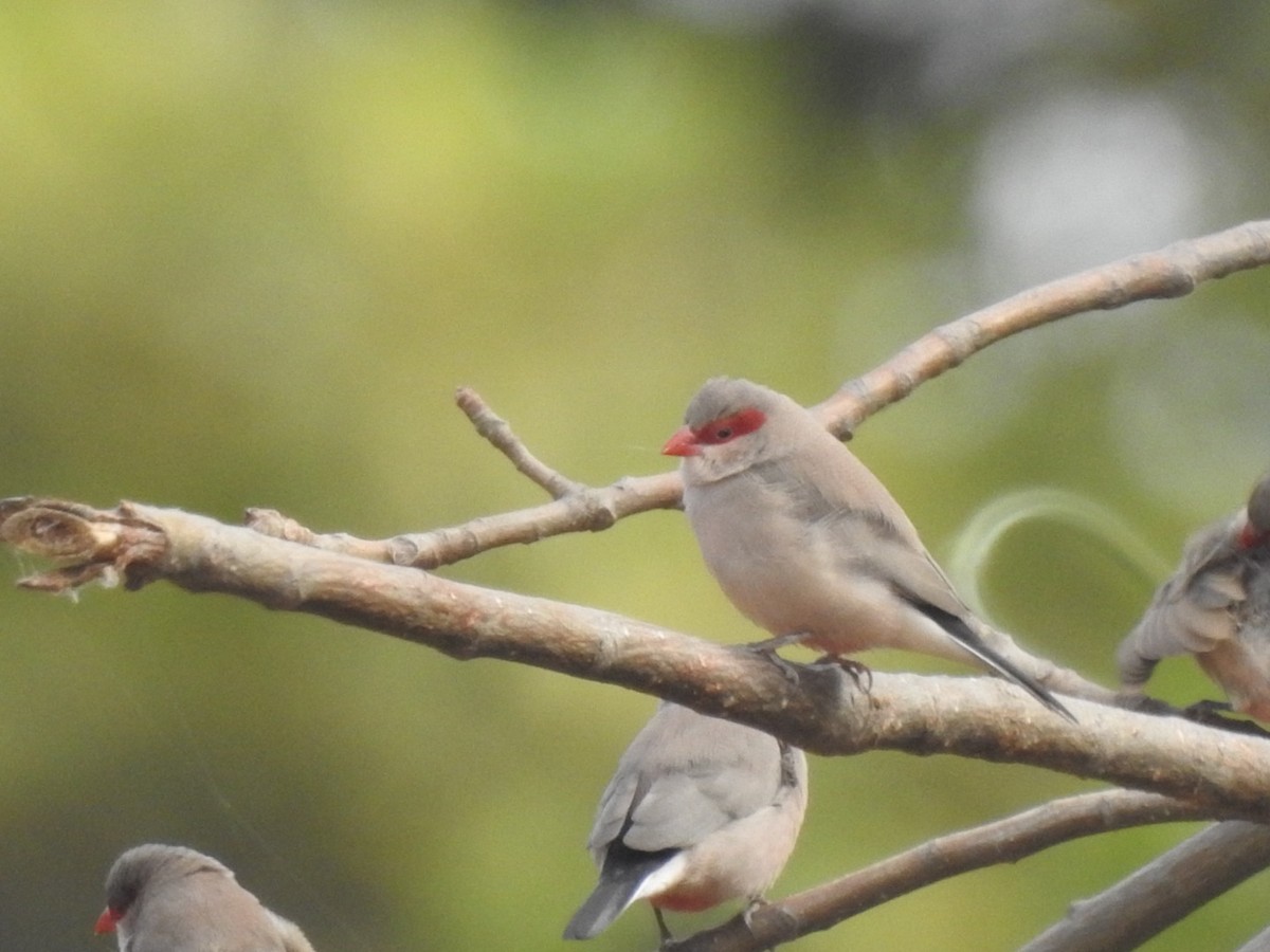 Black-rumped Waxbill - ML407038691