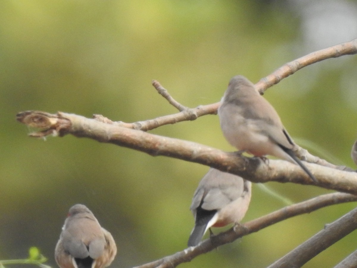 Black-rumped Waxbill - ML407038701