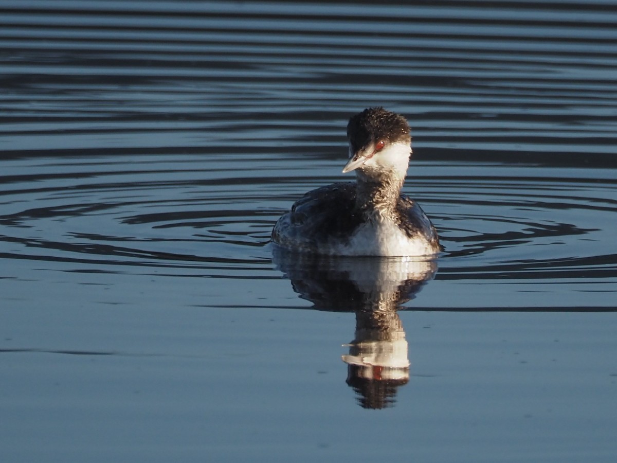 Eared Grebe - ML407039311