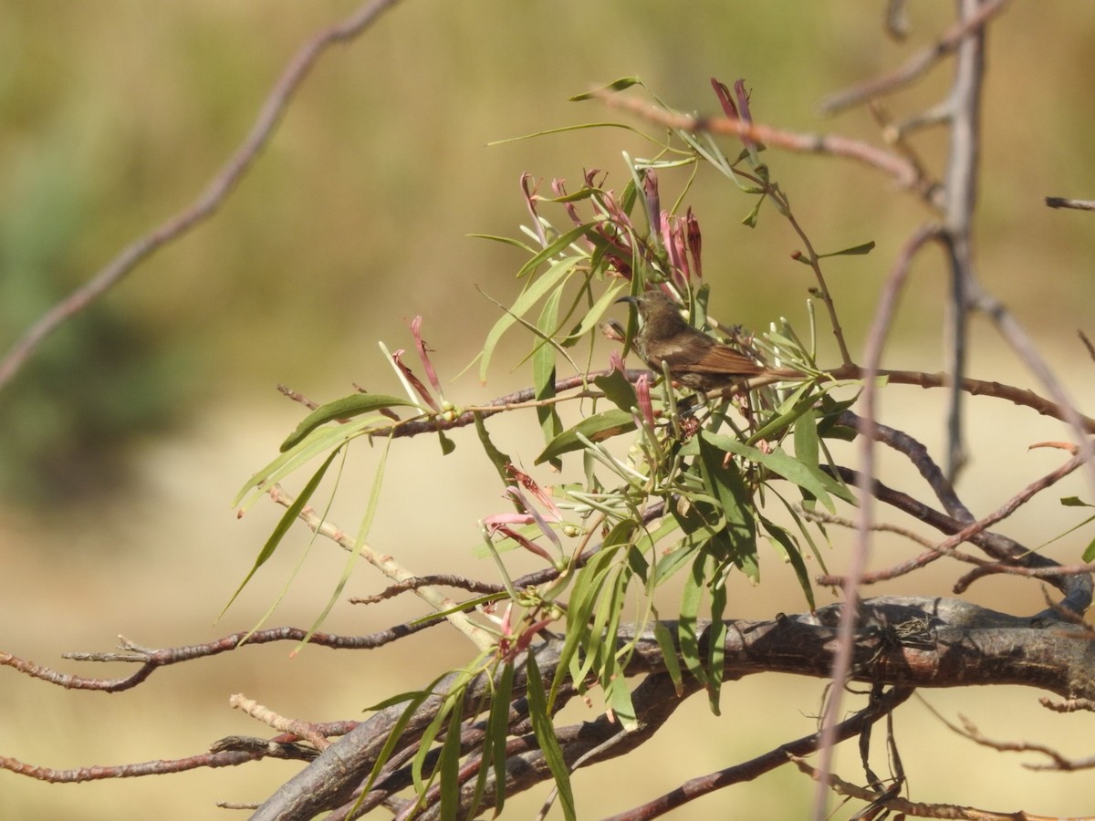 Copper Sunbird - Harley Winfrey