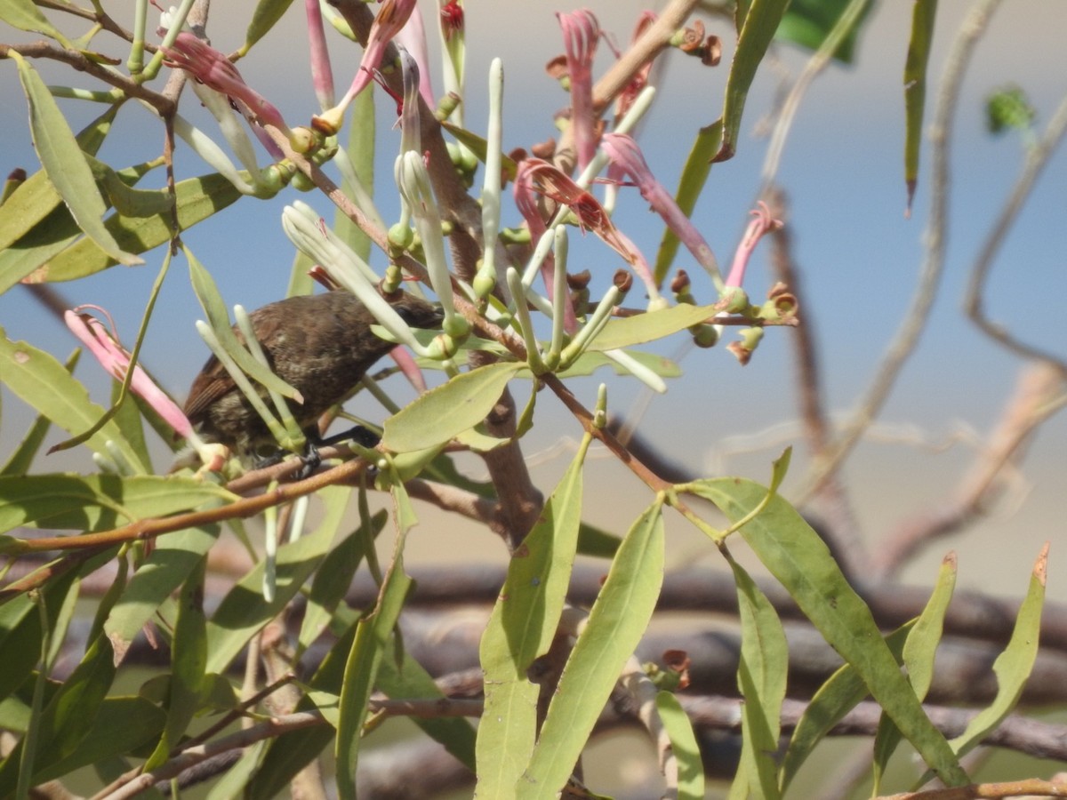 Copper Sunbird - ML407039341