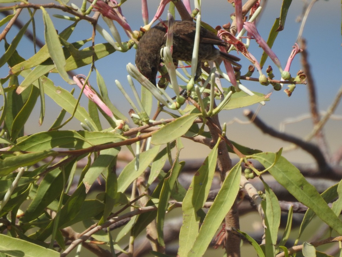 Copper Sunbird - ML407039351