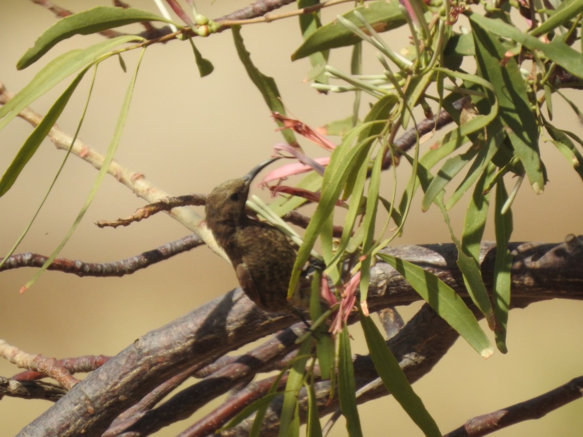 Copper Sunbird - ML407039361