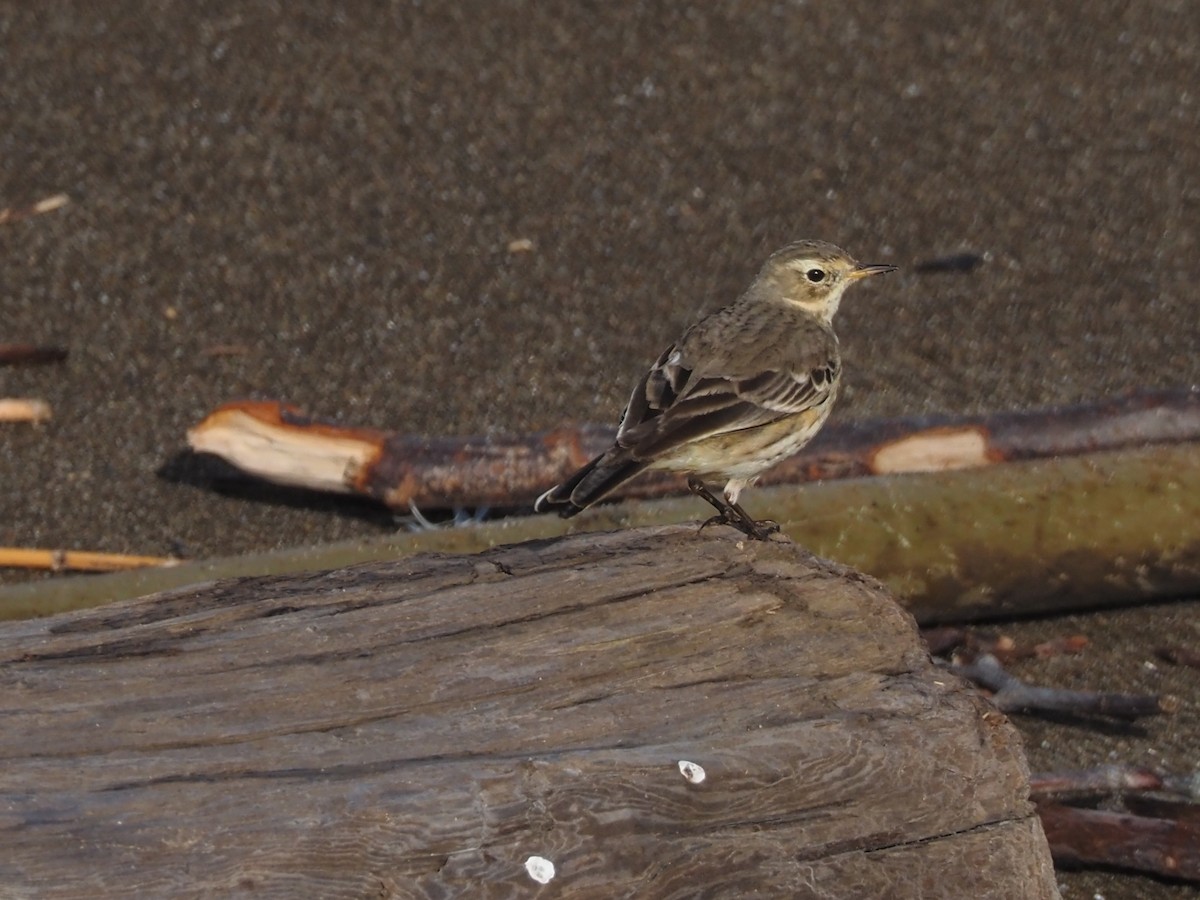 Pipit d'Amérique - ML407039471