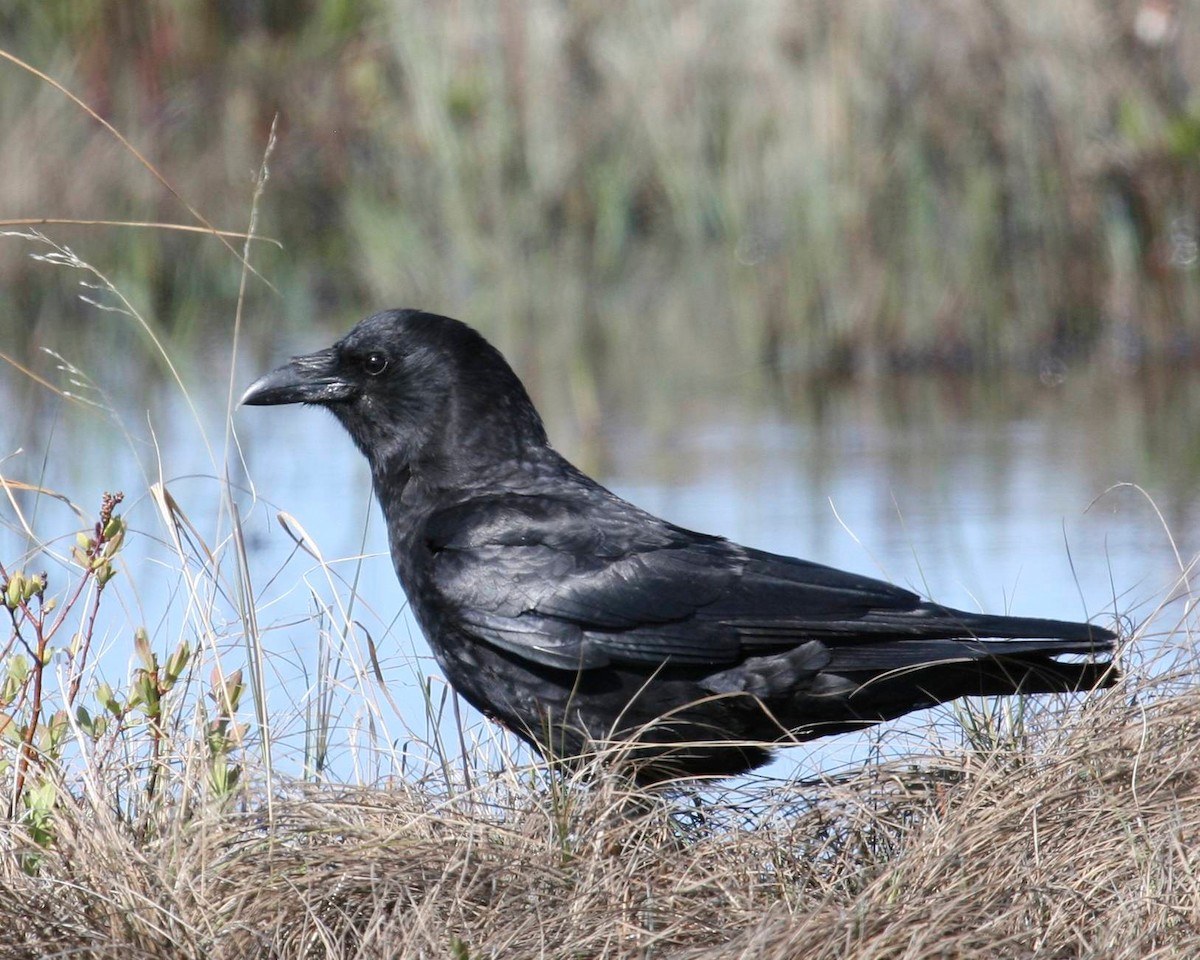 American Crow - ML407039851