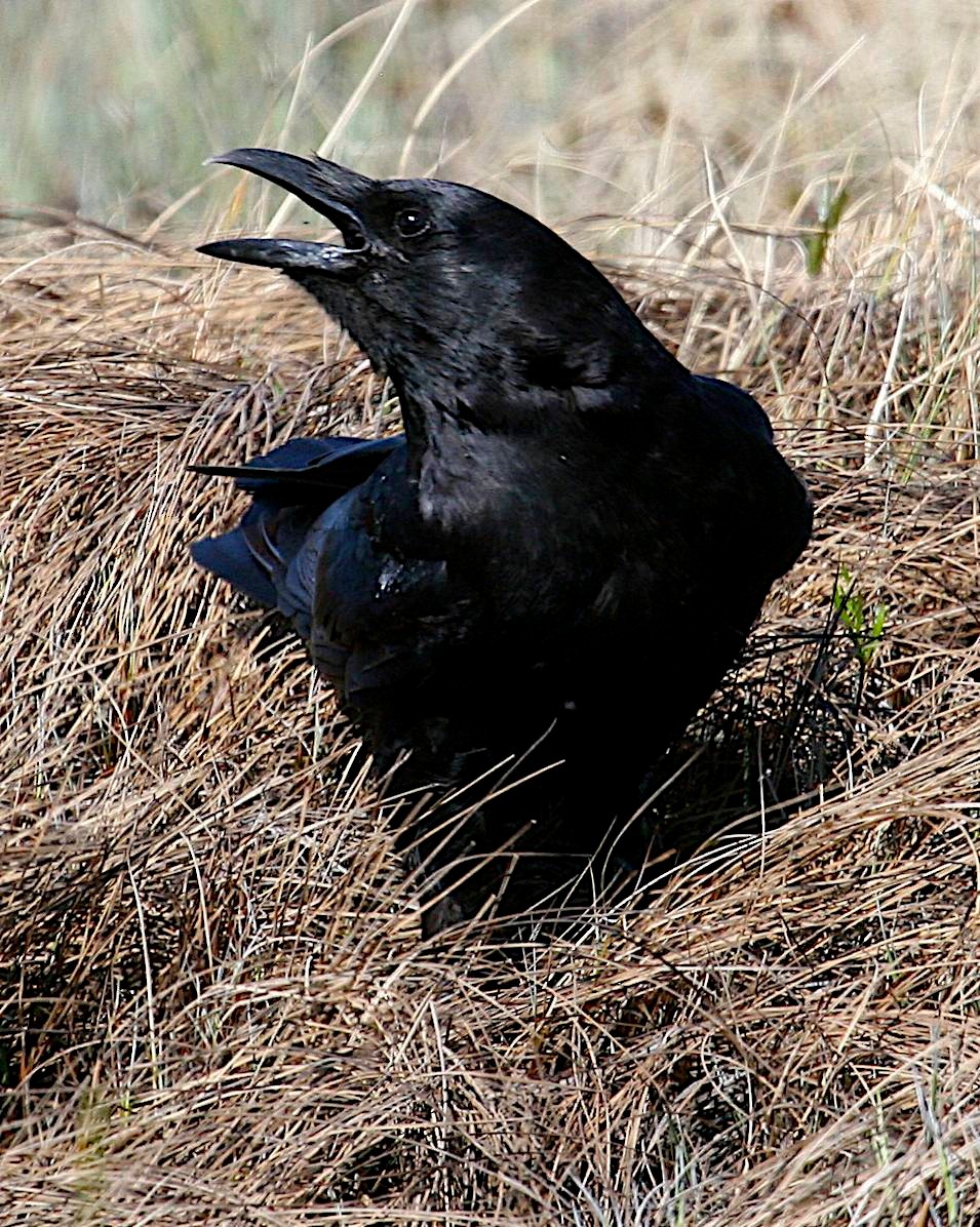 American Crow - ML407039861