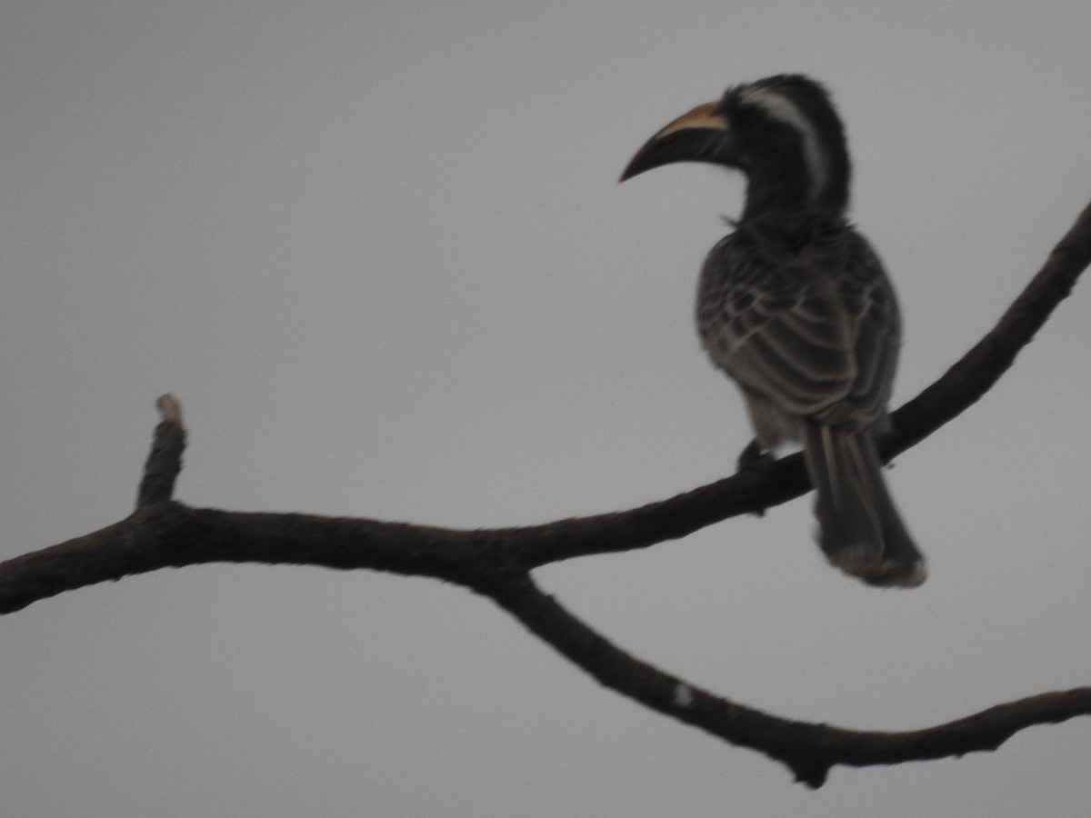 African Gray Hornbill - ML407040421