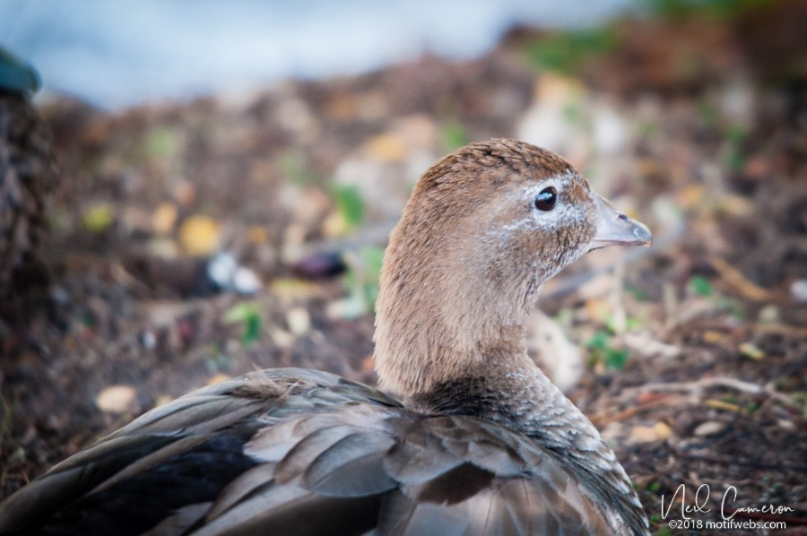 Maned Duck - ML407040731