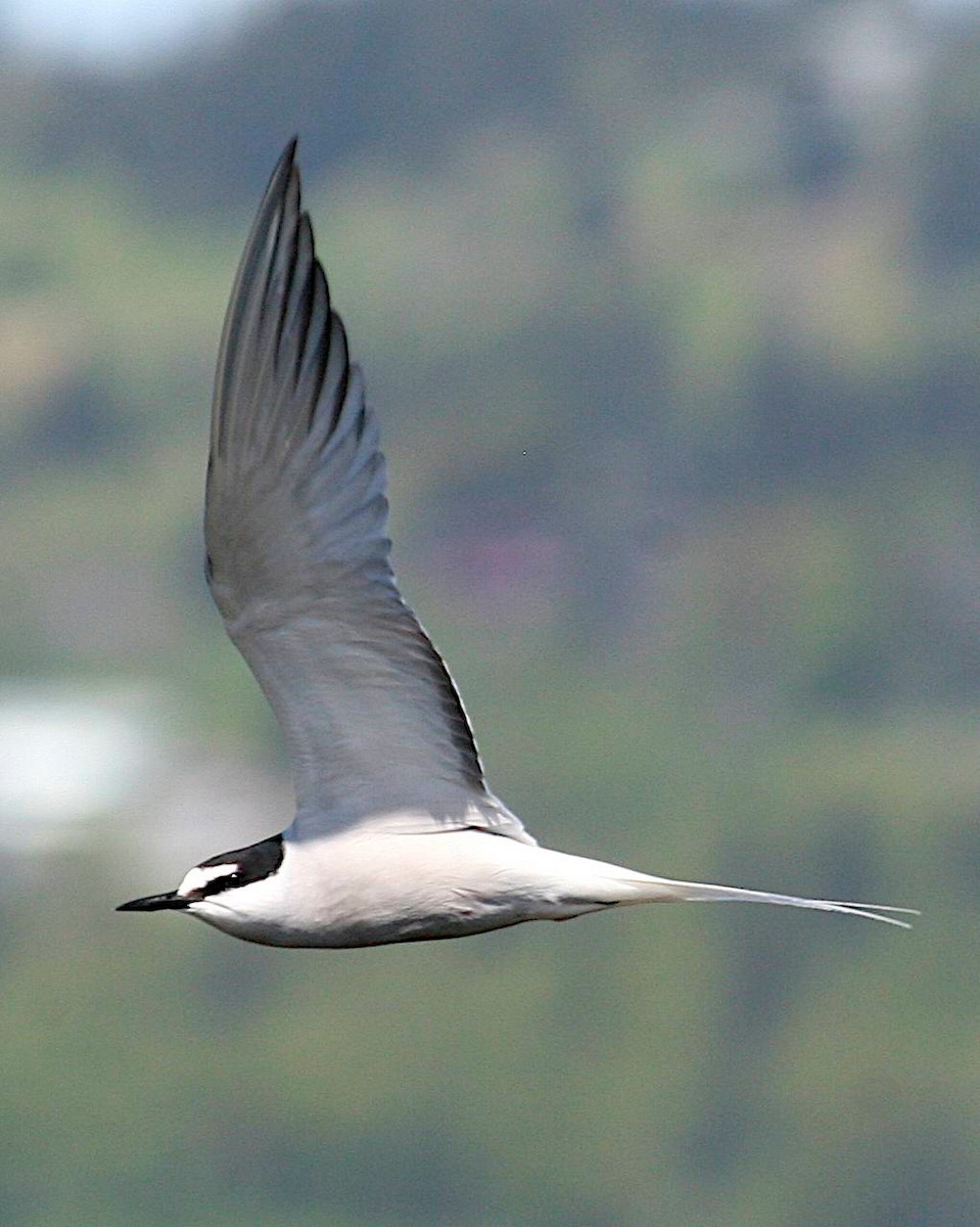 Aleutian Tern - ML407041421