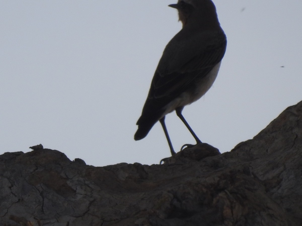 Northern Wheatear - Harley Winfrey