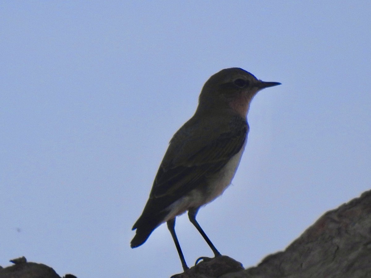 Northern Wheatear - ML407041531