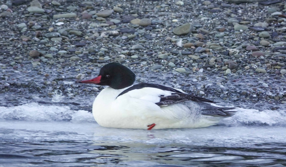 Gänsesäger (americanus) - ML407041671