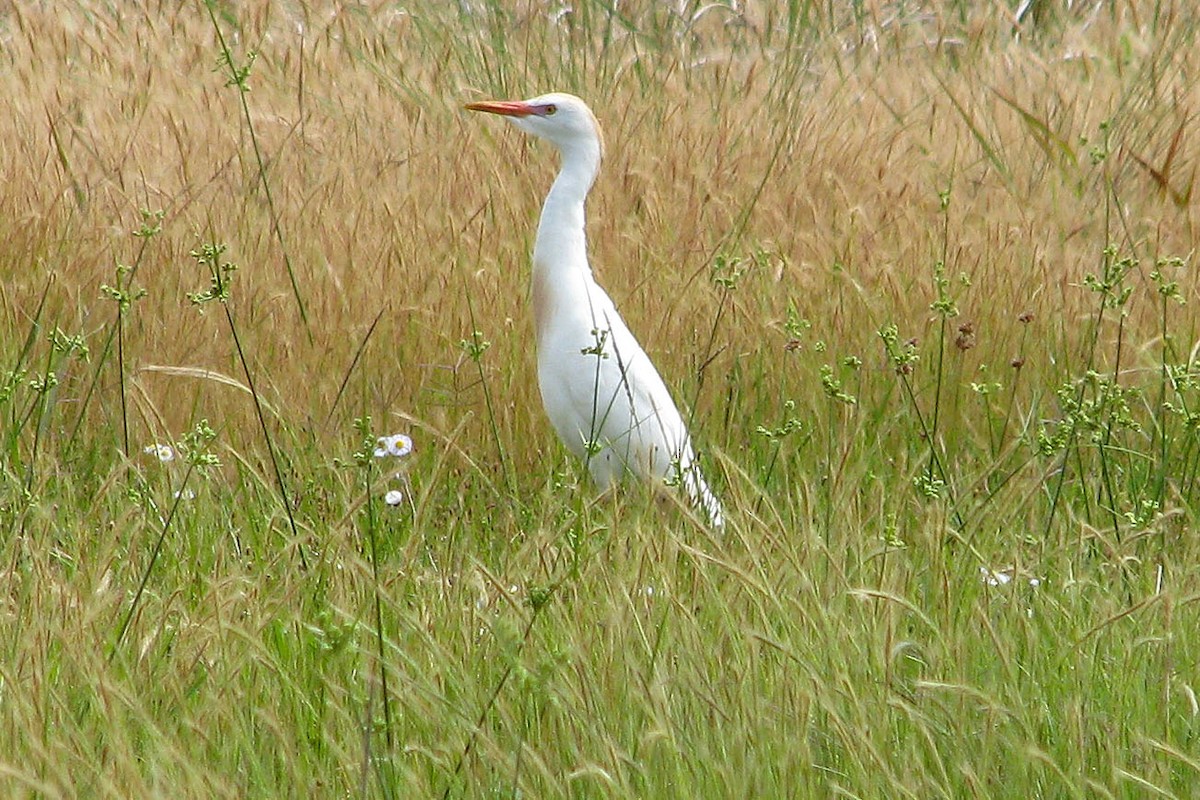 Western Cattle Egret - ML40704261