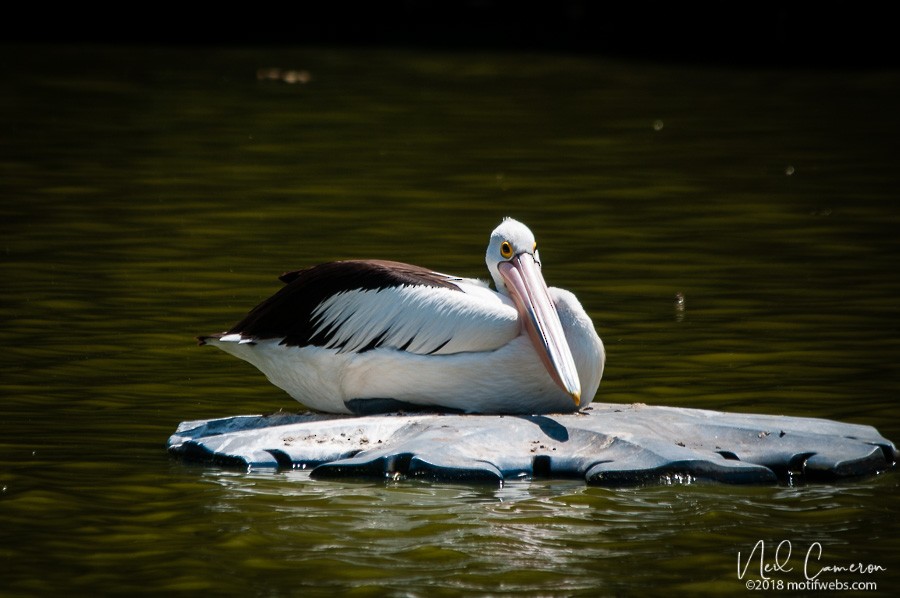 Australian Pelican - ML407043561