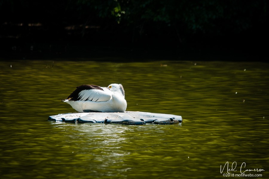 Australian Pelican - ML407043571