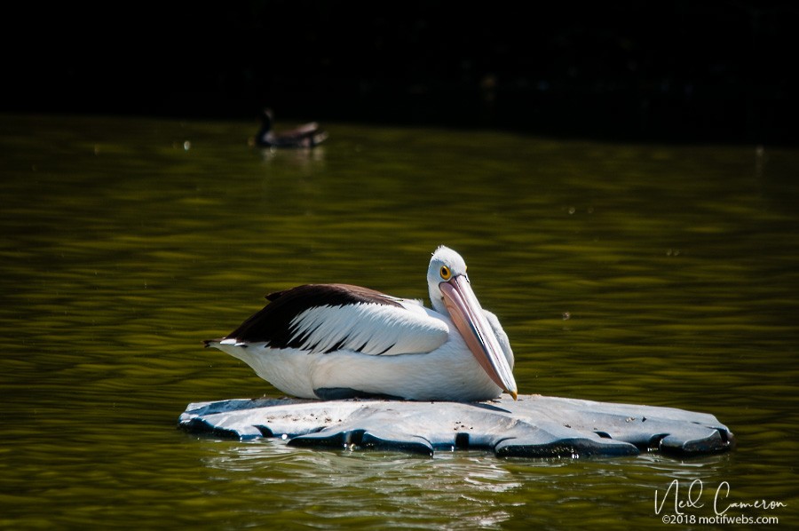 Australian Pelican - ML407043591