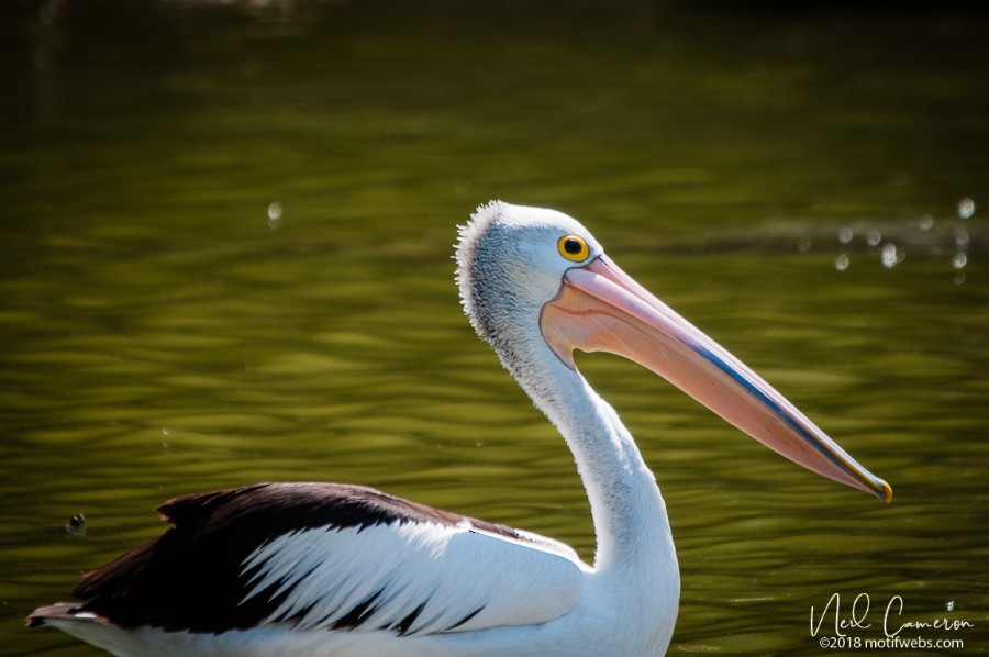 Australian Pelican - ML407043621