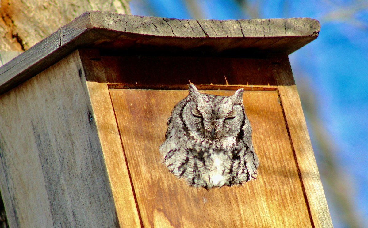 Western Screech-Owl - ML407044871