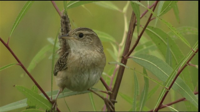 Sedge Wren - ML407045