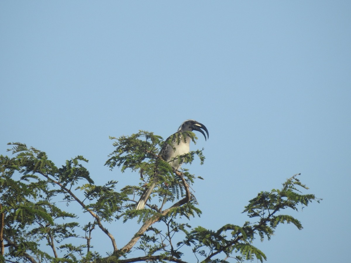 African Gray Hornbill - ML407046341