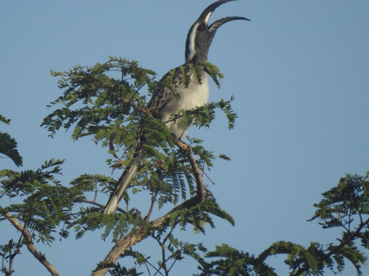 African Gray Hornbill - ML407046351