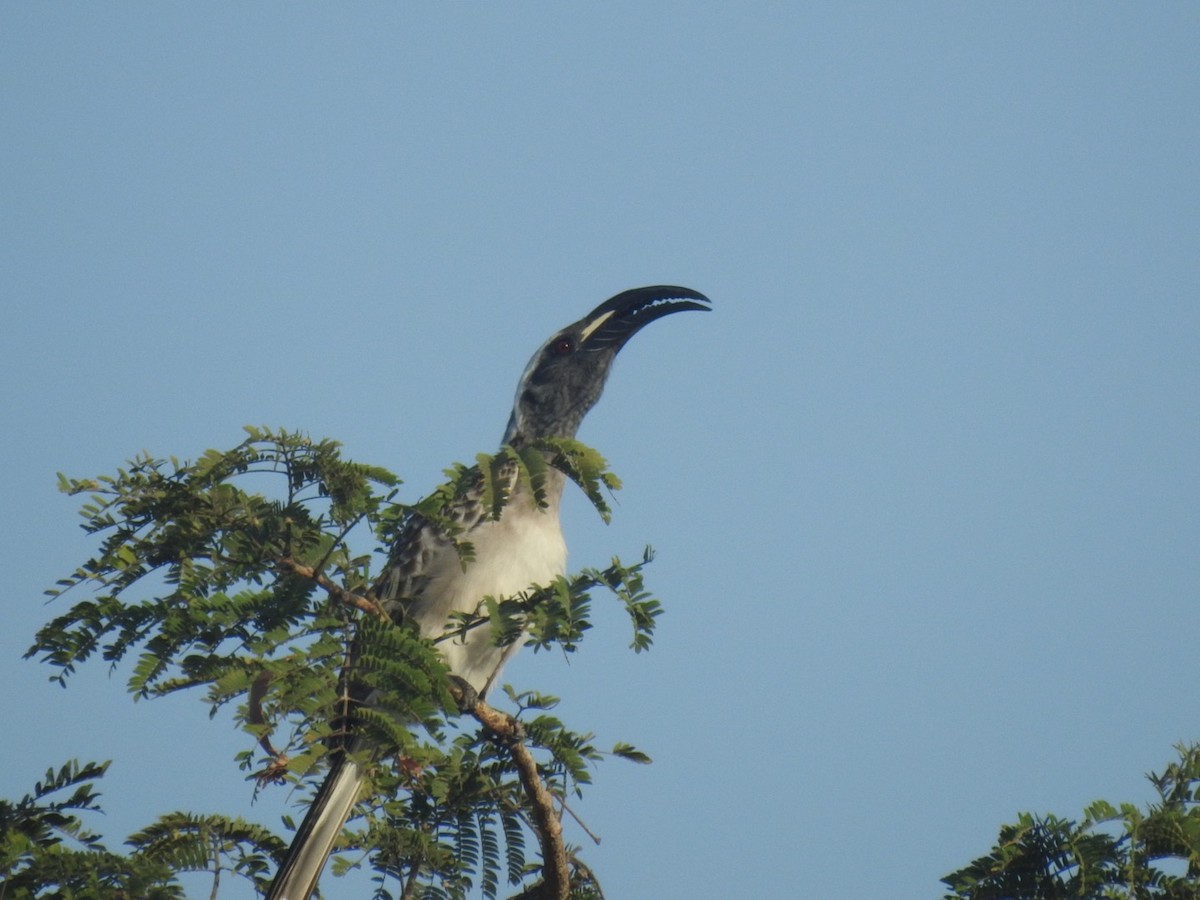 African Gray Hornbill - ML407046371