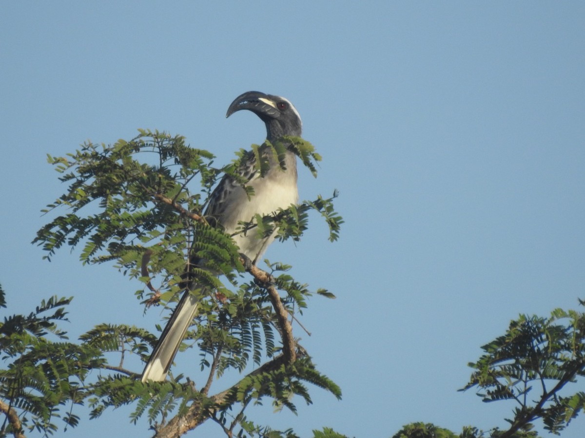 African Gray Hornbill - ML407046381