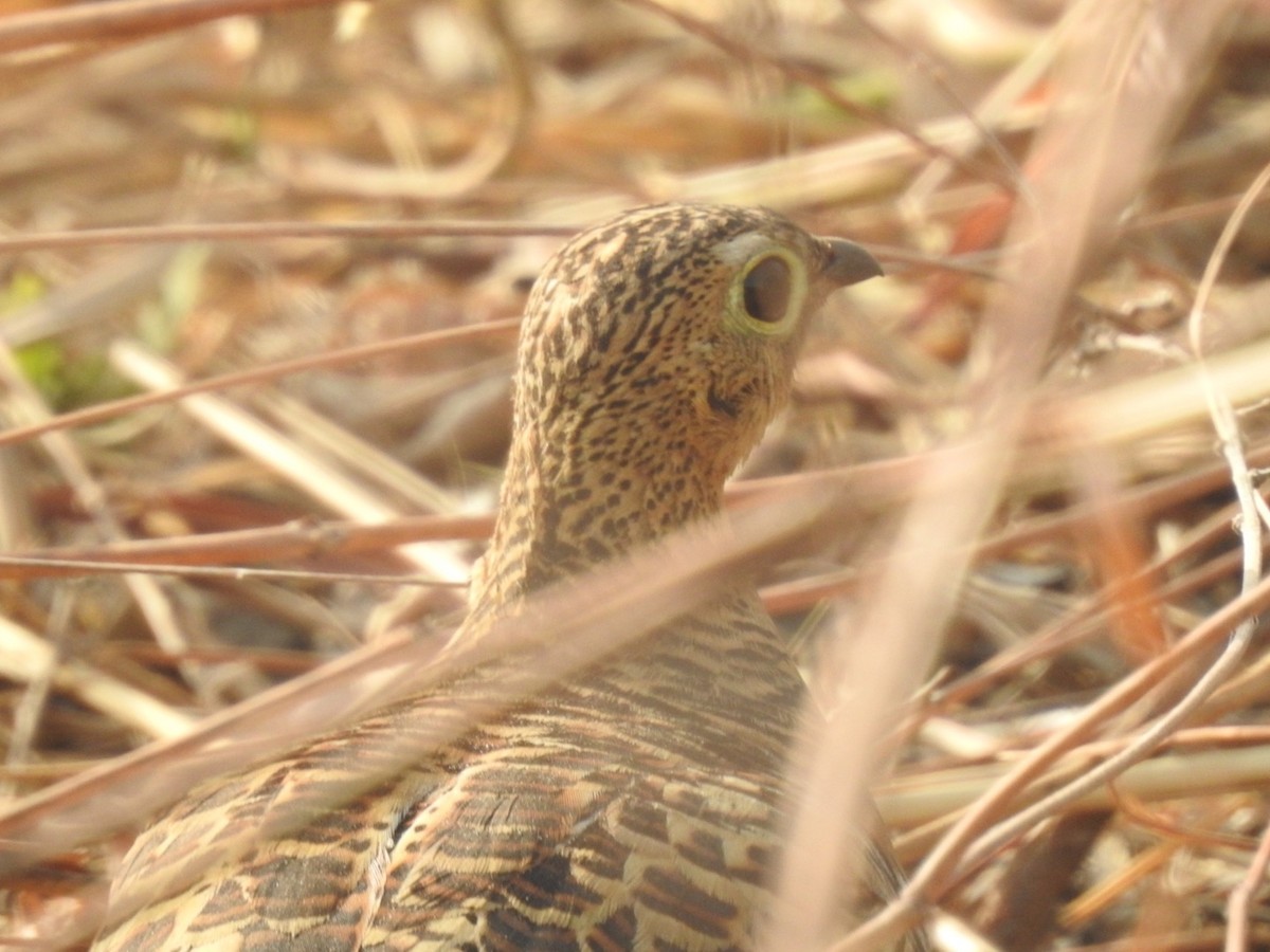 Four-banded Sandgrouse - ML407047101