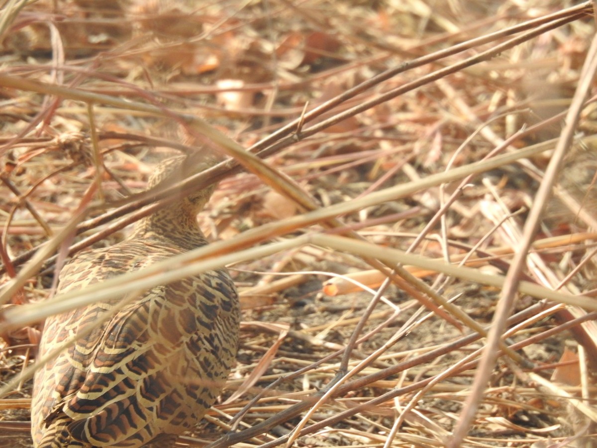 Four-banded Sandgrouse - ML407047111