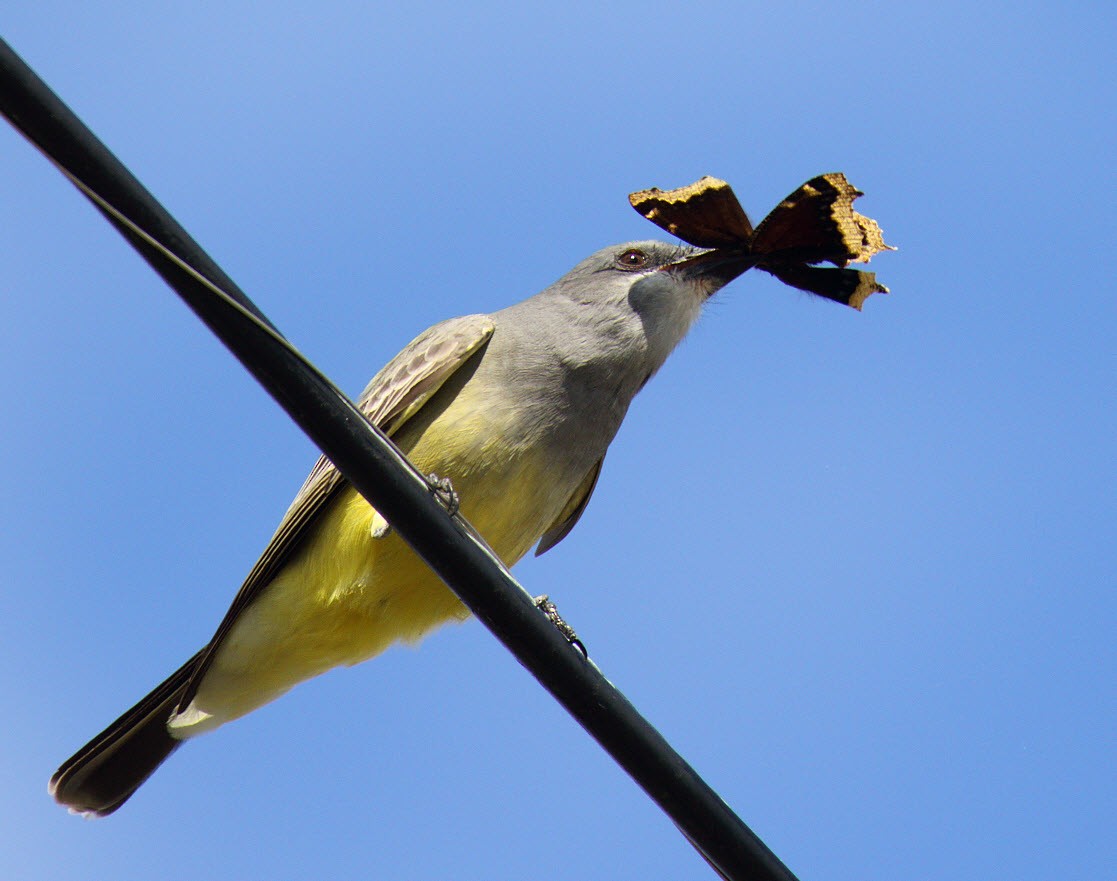 Cassin's Kingbird - ML407049441