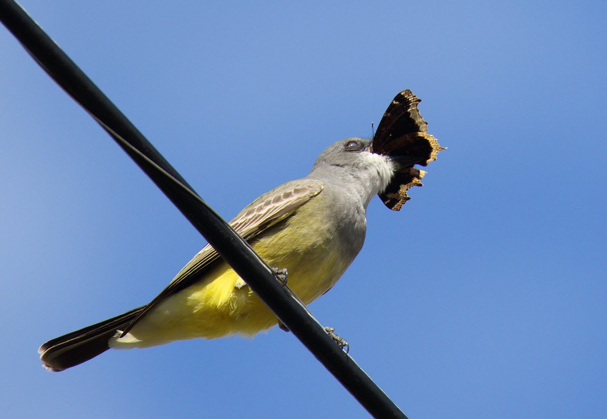 Cassin's Kingbird - ML407049461