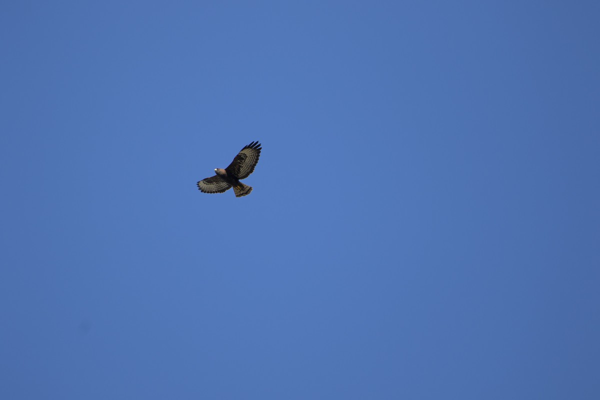 Short-tailed Hawk - ML407050001