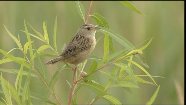 Sedge Wren - ML407052