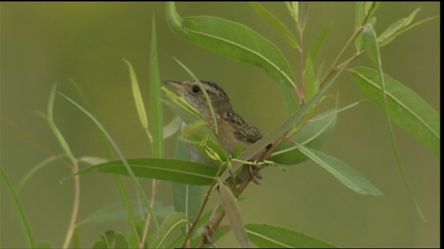 Sedge Wren - ML407053