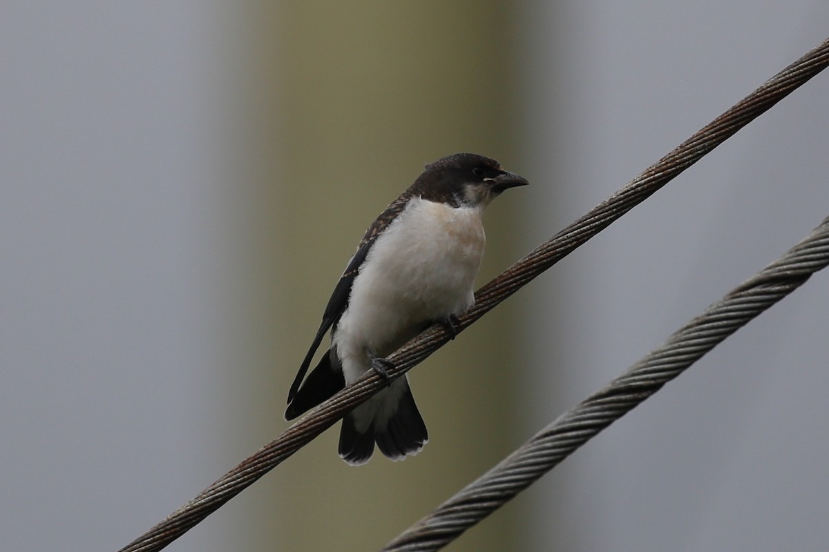 White-breasted Woodswallow - ML407053231