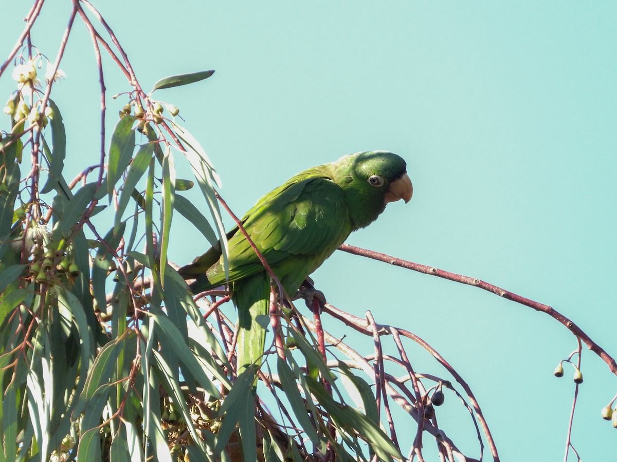 Mitred Parakeet - ML407056441