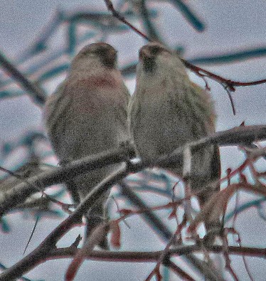 Common Redpoll - ML407057571