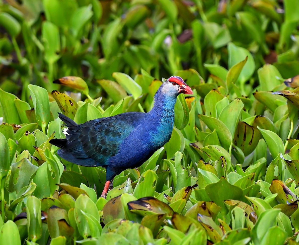 Gray-headed Swamphen - ML407058321