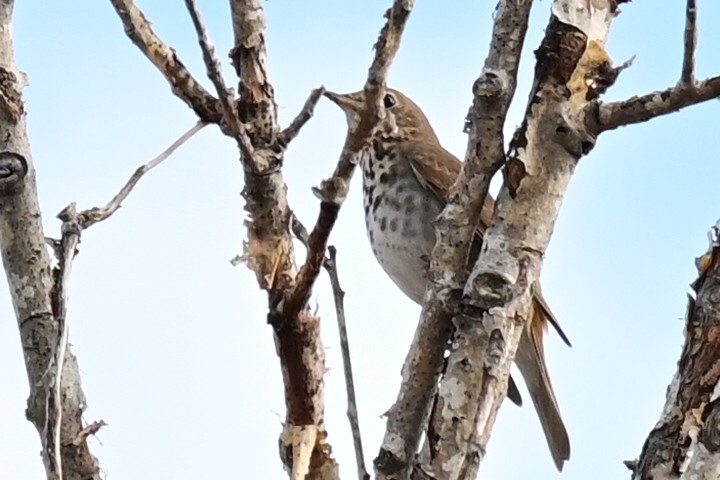 Hermit Thrush - ML407059881