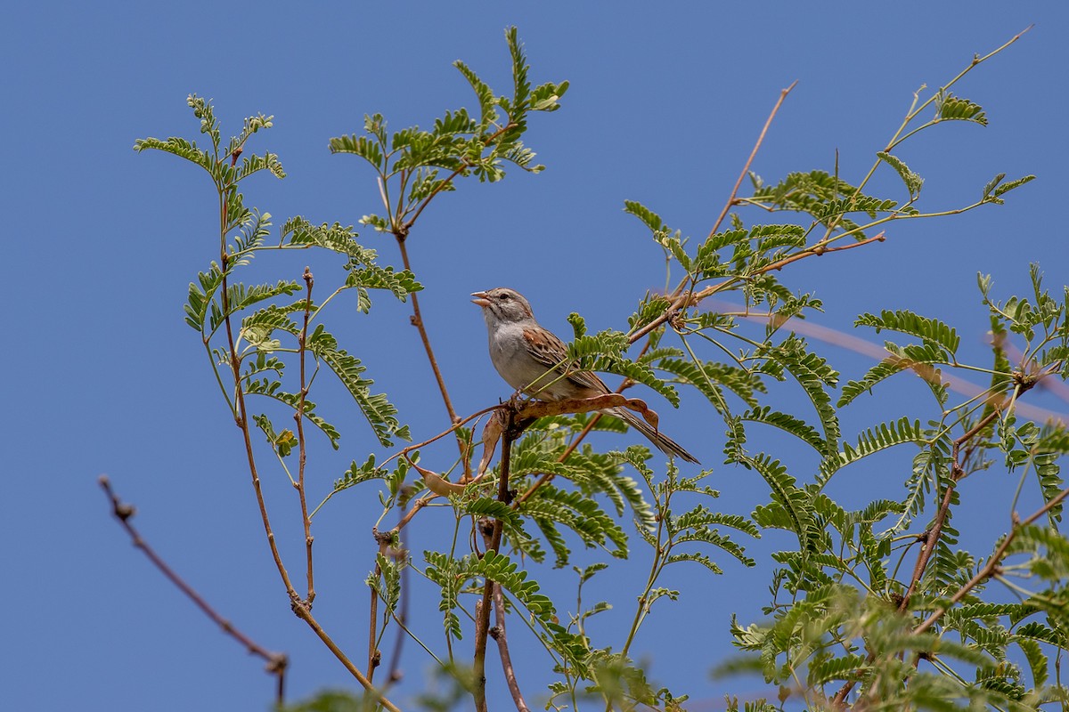 Rufous-winged Sparrow - ML407061781