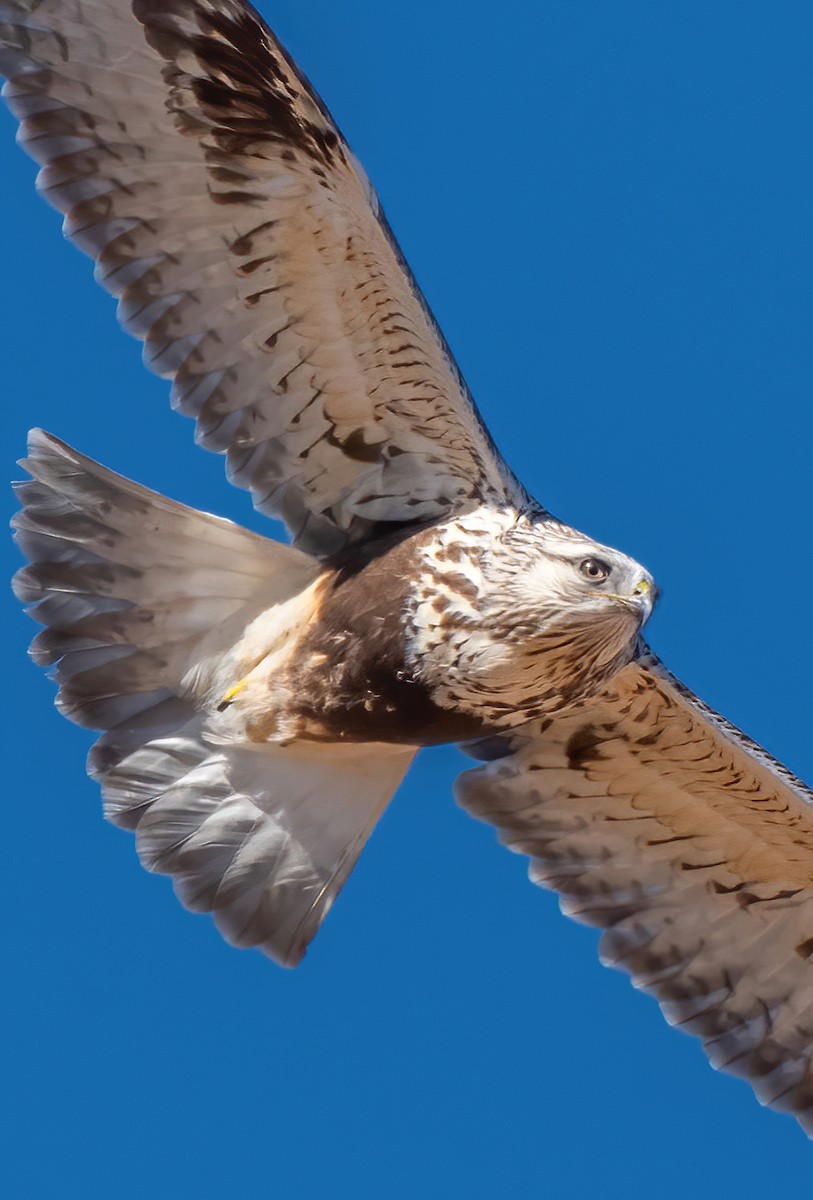 Rough-legged Hawk - ML407062261