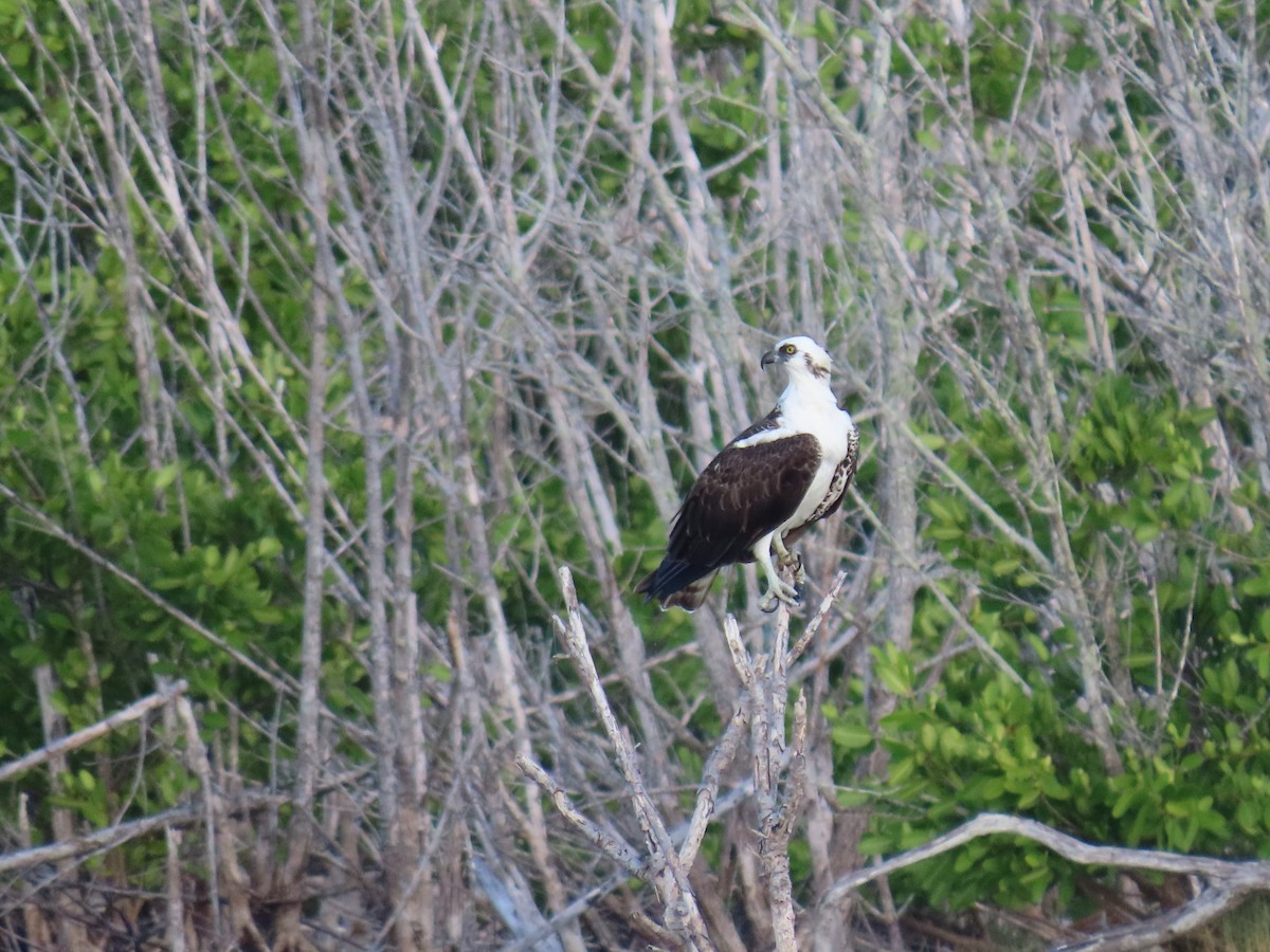 Águila Pescadora (ridgwayi) - ML407062581