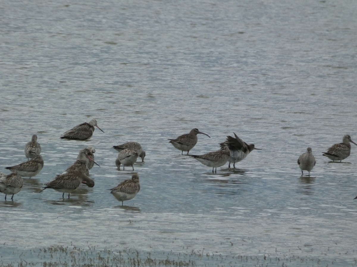 Regenbrachvogel - ML407063981