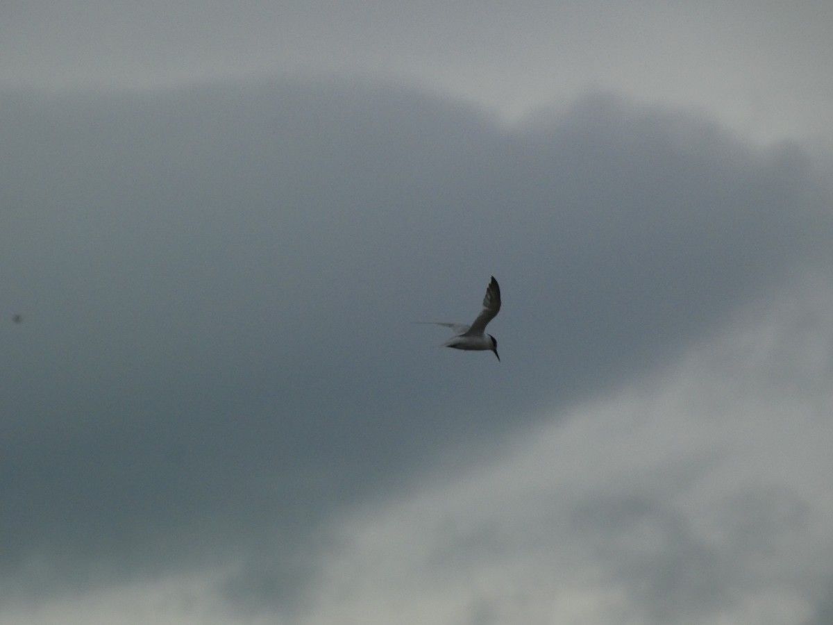 Little Tern - ML407064521