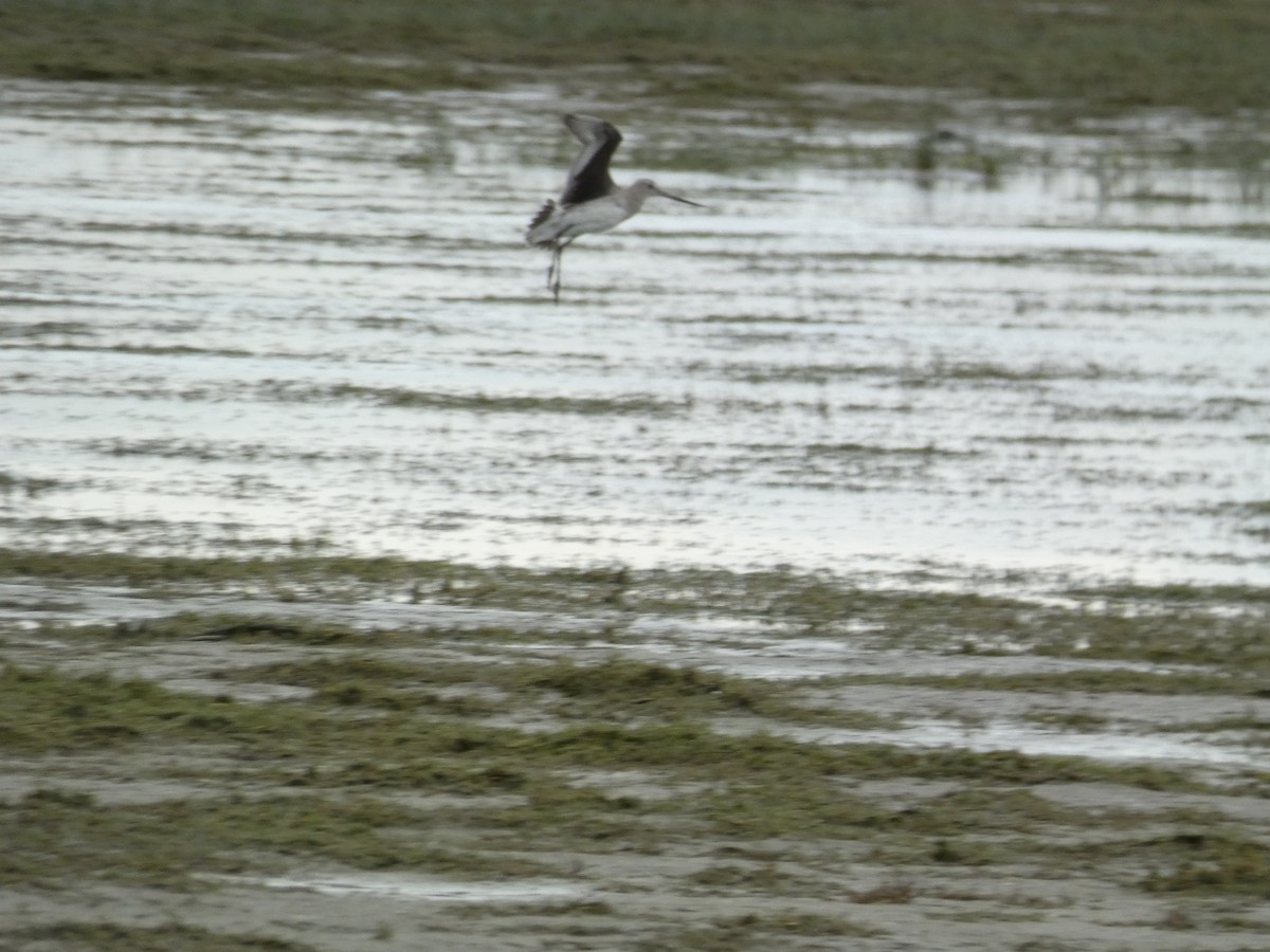 Hudsonian Godwit - ML407064791