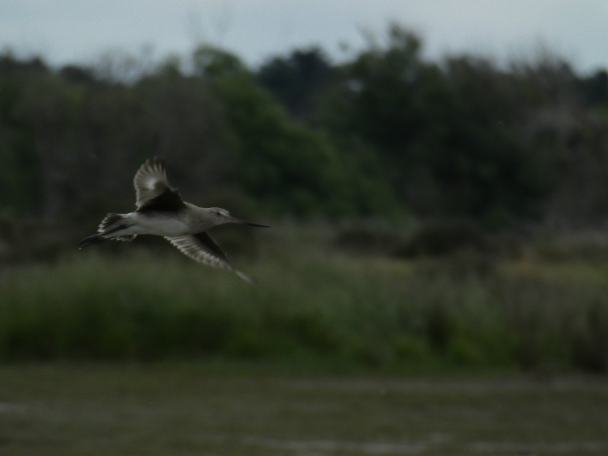 Hudsonian Godwit - ML407064951