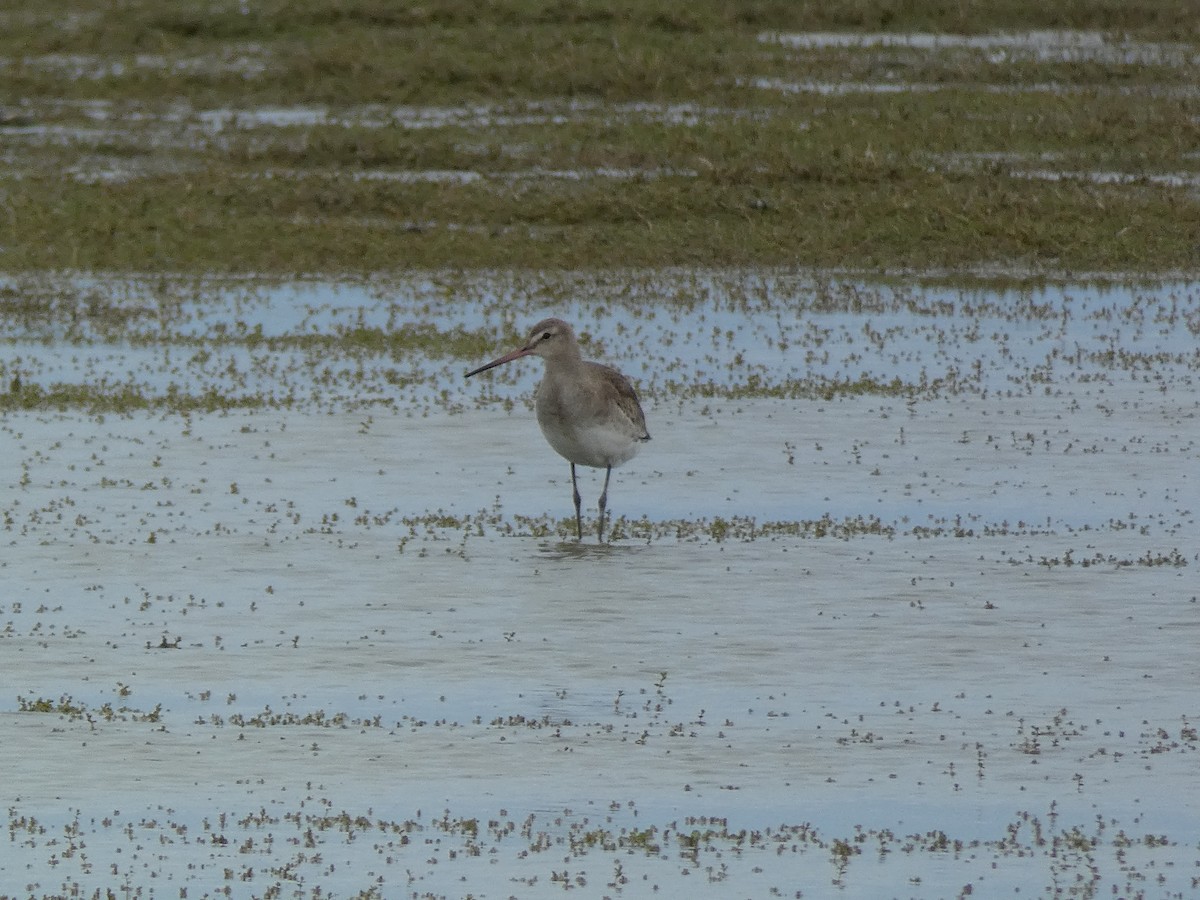 Black-tailed Godwit - ML407065401