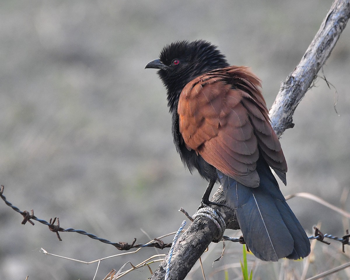 Greater Coucal - Narender Khaira